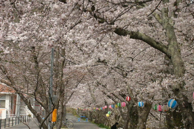 かながわ桜並木